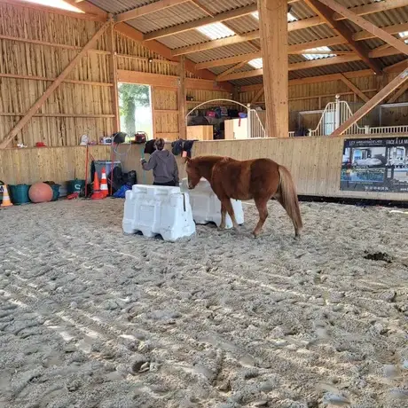 formation equicoaching Normandie-1