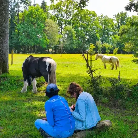 formation equicoaching à Normandie - image 2