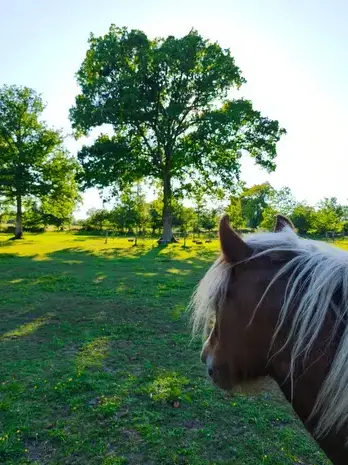 formation equicoaching à Normandie - image 3
