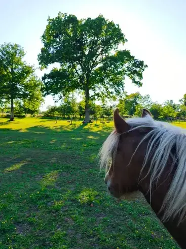 formation equicoaching à Pontorson - image 2