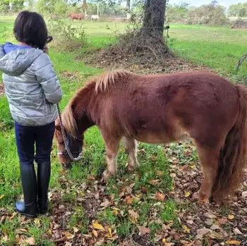 formation equicoaching Rennes-1