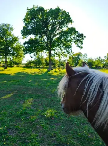 formation equicoaching Rennes-4