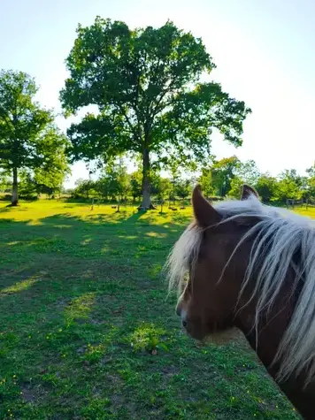 formation gestion des émotions Avranches-1