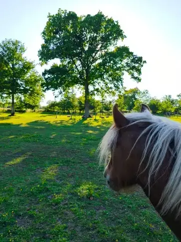 formation gestion des émotions à Bretagne - image 3
