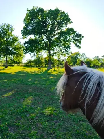 formation gestion des émotions Combourg-5