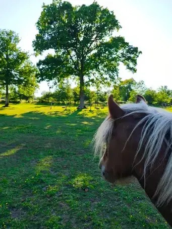 formation gestion des émotions Dol-de-Bretagne-1