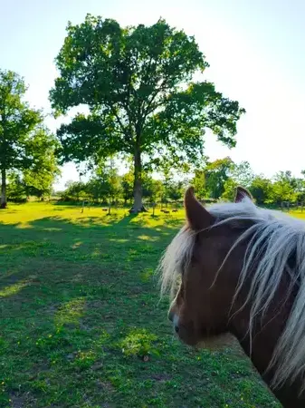 formation gestion des émotions à Fougères - image 3
