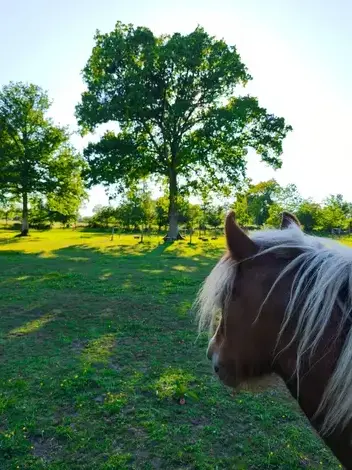 formation gestion des émotions Ille-et-Vilaine-1