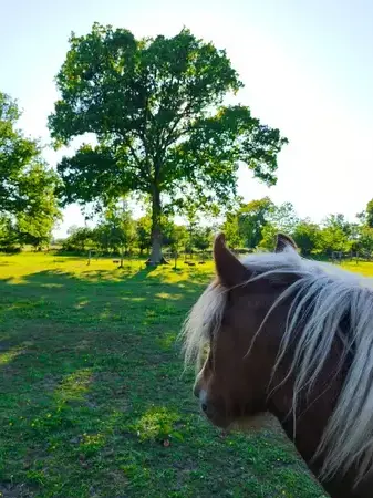 formation gestion des émotions Maen Roch-5