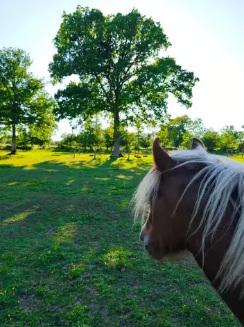 formation gestion des émotions Pontorson-5