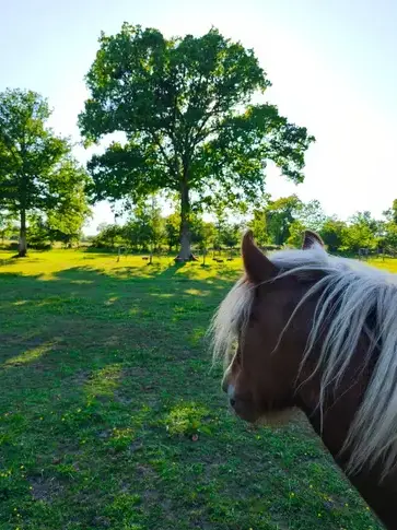 formation gestion des émotions Rennes-1