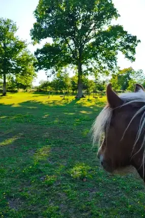 médiation équine Avranches-1