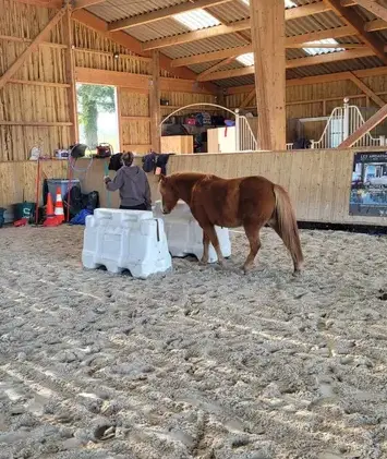 médiation équine Avranches-3