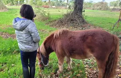 médiation équine Avranches-4
