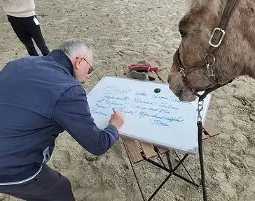 médiation équine Avranches-5