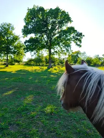 médiation équine à Bretagne - image 2