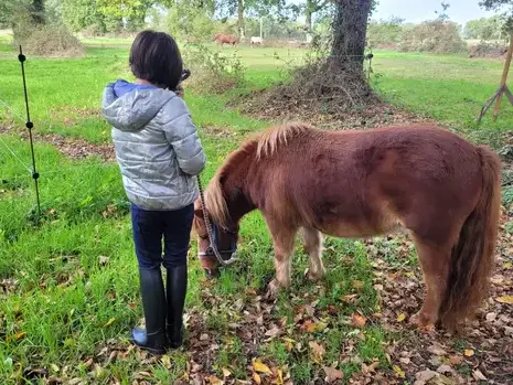 médiation équine à Bretagne - image 3