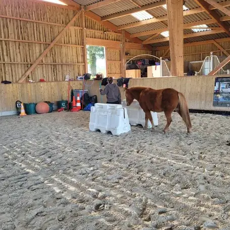médiation équine à Bretagne - image 4