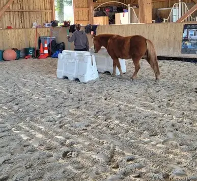 médiation équine Combourg-3