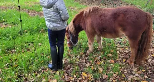 médiation équine Combourg-4