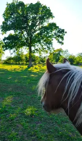 médiation équine Combourg-5
