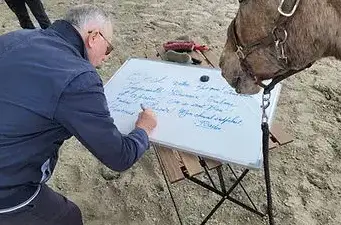 médiation équine Dol-de-Bretagne-1