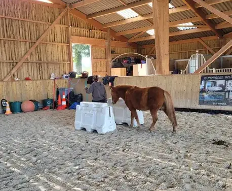 médiation équine Dol-de-Bretagne-3