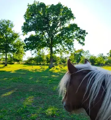 médiation équine Dol-de-Bretagne-5
