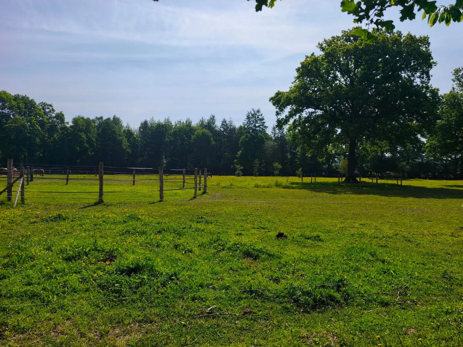 mediation equine dol de bretagne