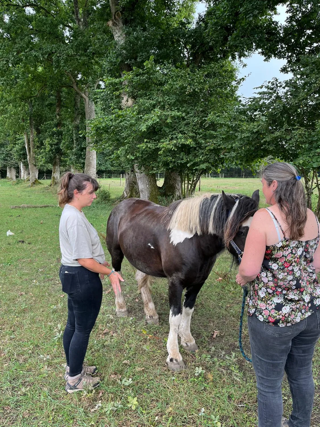 mediation equine fougeres