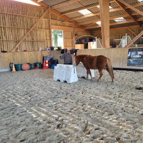 médiation équine à Ille-et-Vilaine - image 2