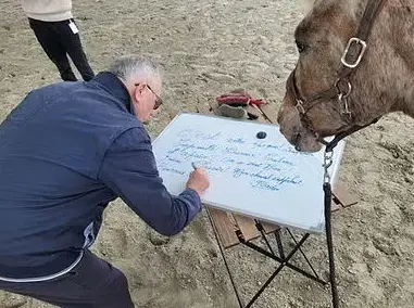 médiation équine à Ille-et-Vilaine - image 4