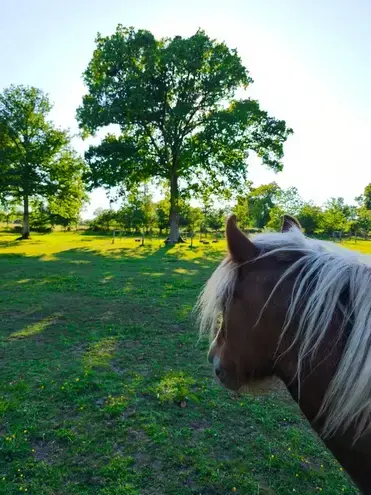 médiation équine Ille-et-Vilaine-5
