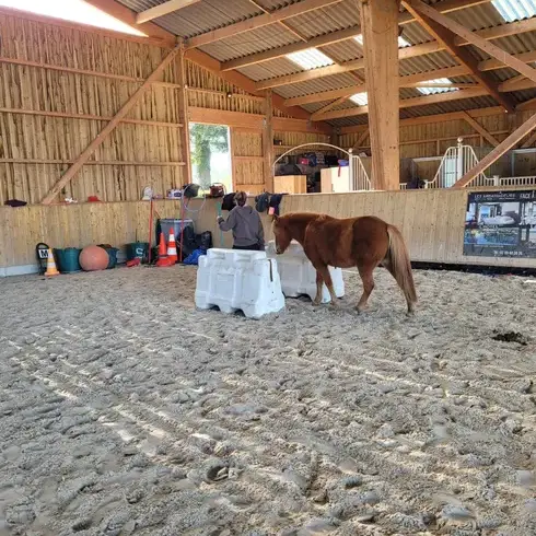 médiation équine à Normandie - image 4