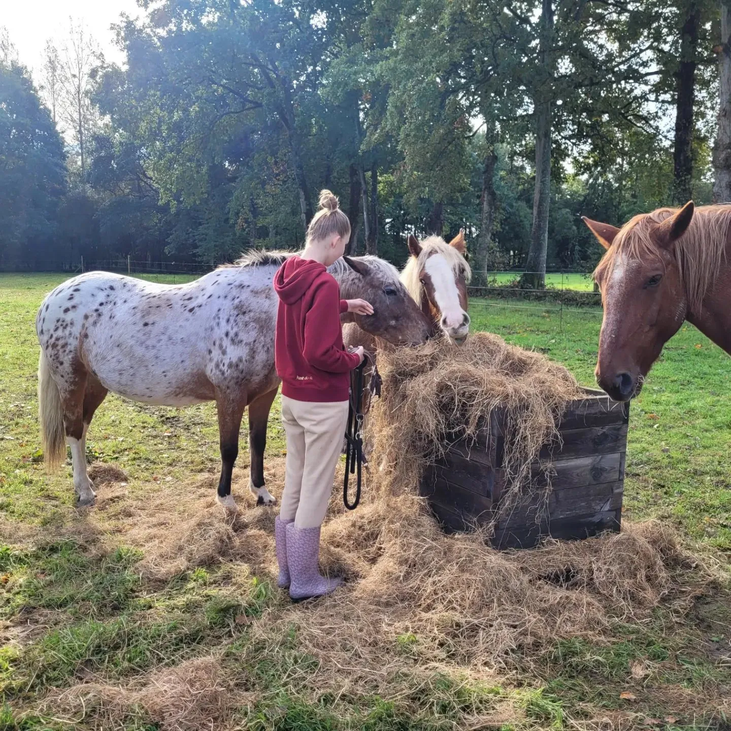 mediation equine normandie