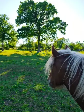 médiation équine Pontorson-5