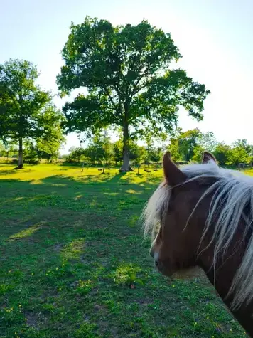 séminaire nature Maen Roch-1