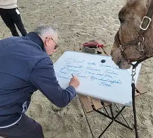 thérapie cheval Avranches-1