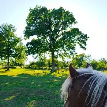 thérapie cheval Avranches-4