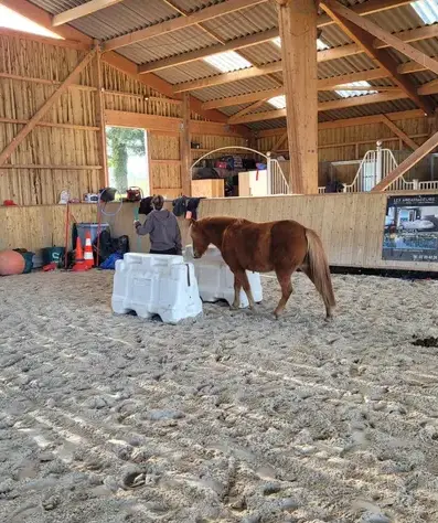 thérapie cheval Avranches-5