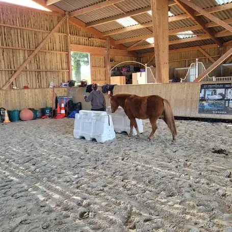 thérapie cheval Bretagne-1