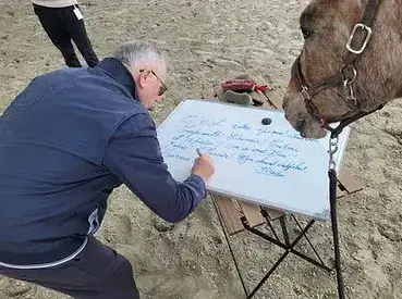 thérapie cheval à Bretagne - image 3