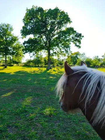 thérapie cheval Bretagne-5