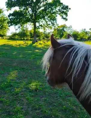 thérapie cheval Combourg-1