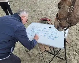 thérapie cheval Combourg-3