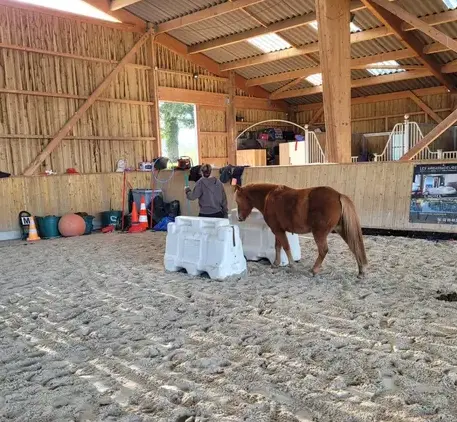thérapie cheval Combourg-4