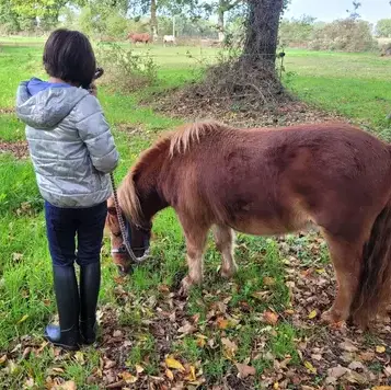thérapie cheval Combourg-5