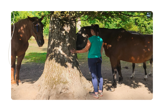 therapie cheval combourg