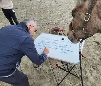 thérapie cheval Dol-de-Bretagne-1
