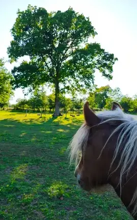 thérapie cheval Dol-de-Bretagne-3